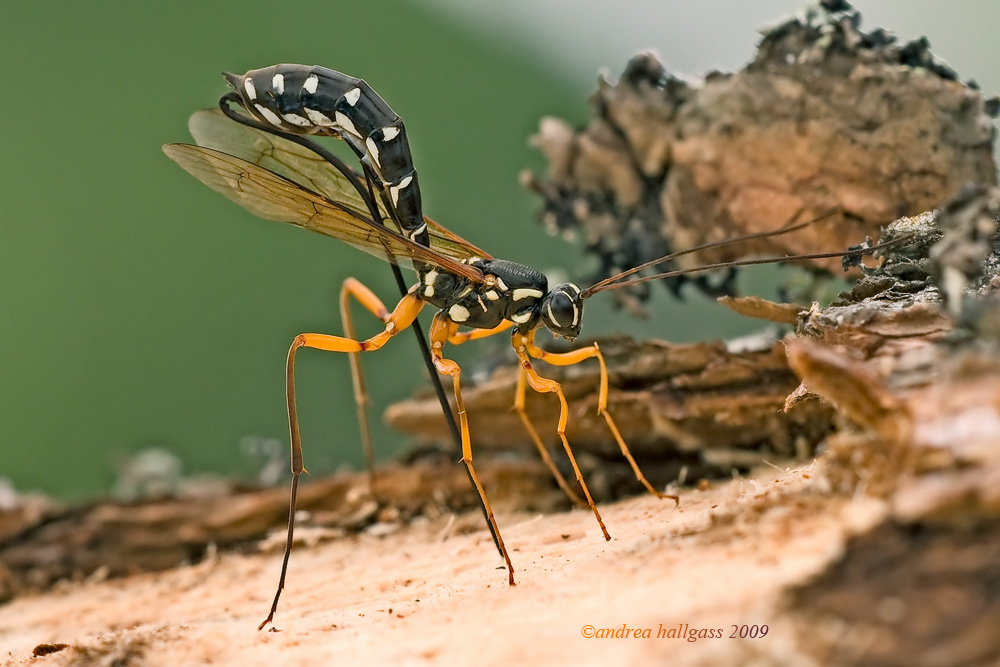 Rhyssa persuasoria